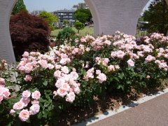 プリンセスアイコ1