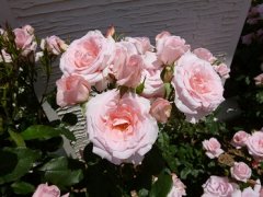 プリンセスアイコ3