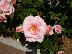 プリンセスアイコ2