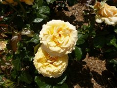 アンバークイーン3