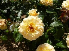 アンバークイーン2